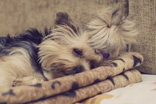 @yorkshire terrier durmiendo. yorki durmiendo. Cachorro de yorkshire acostumbrándose a quedarse solo.