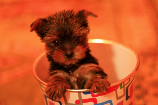 @yorkshire terrier toy