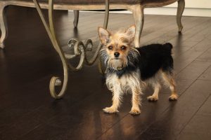 @yorkshire terrrier - este es el Chorkie un cruce entre el yorkshire terrier y el chiguagua