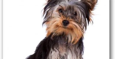 Yorkshire Terrier Felpudo absorbente, tacto suave, resistente al desgaste, sin pelusa