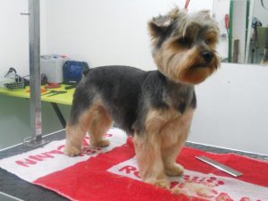 www.yorkshireterrier.online