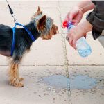 @yorkshire terrier bebiendo - agua fresca y limpia siempre para tu yorkshire