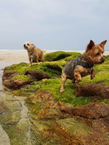 Ulises y Pitusa yorkshire terrier y chorkie grifon - insuficiencia renal yorkshire terrier insuficiencia renal perros. 