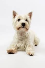 yorkshire terrier  blanco - dieta barf - dieta natural - lo mejor para tu perro 